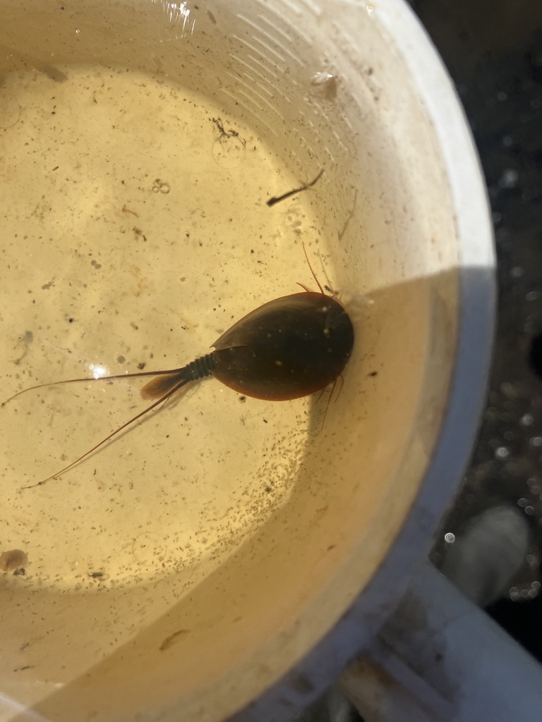 Lepidurus couesii